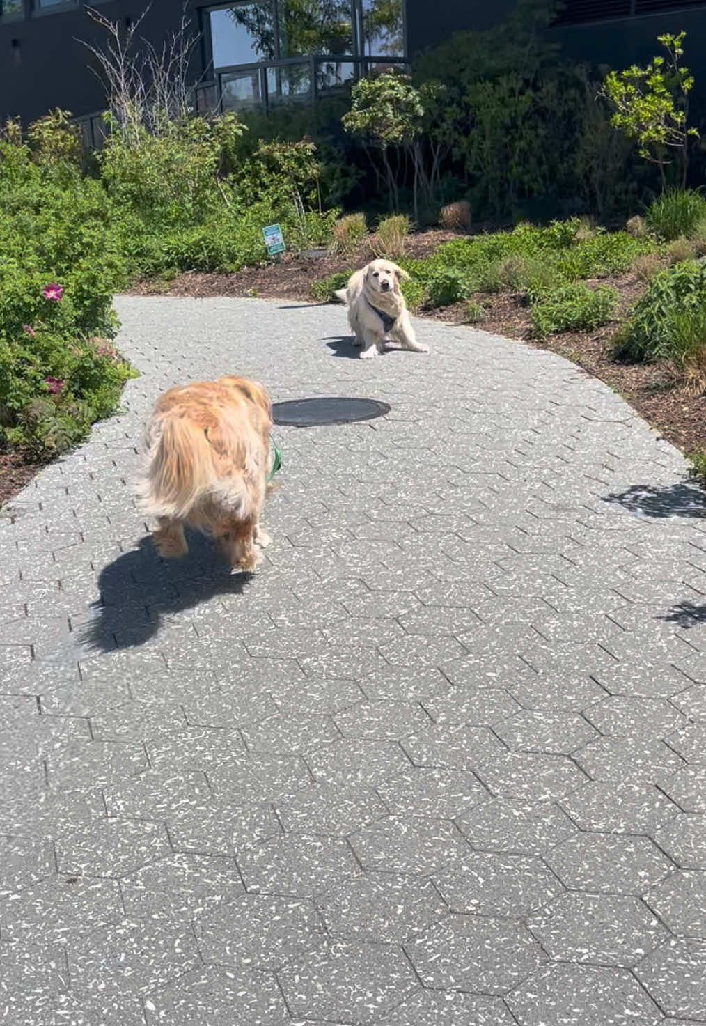 @Frank & George the NYC goldens