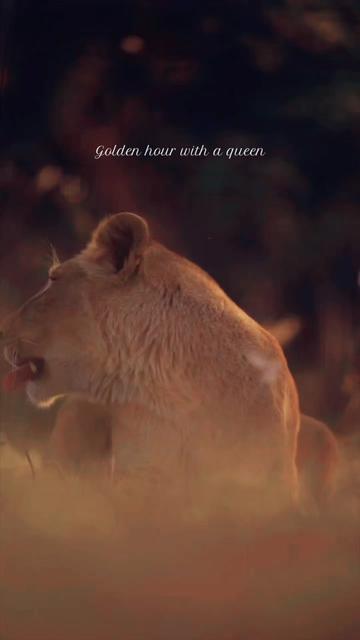 @Guzzicar🦁