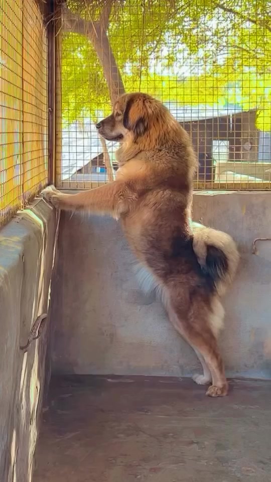 @Kashmiri_Bakrwal_Dog