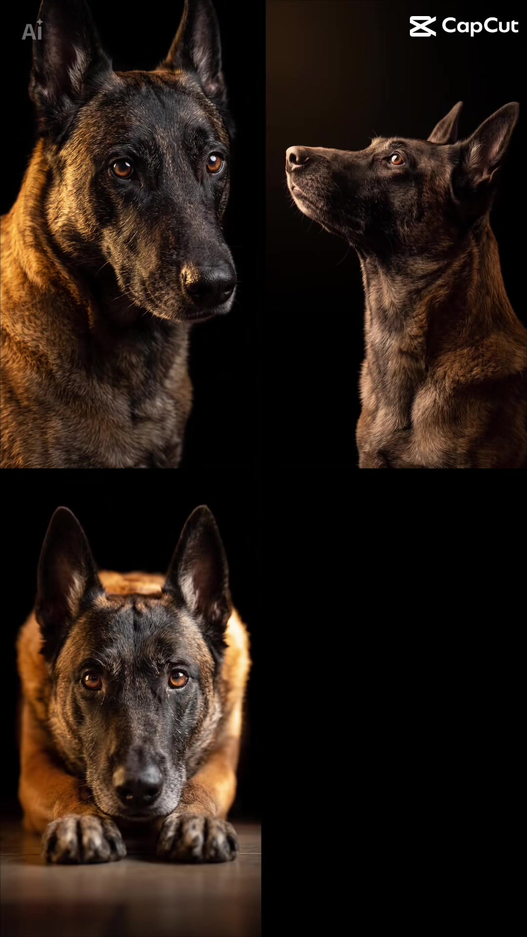 @malinois_und_ich