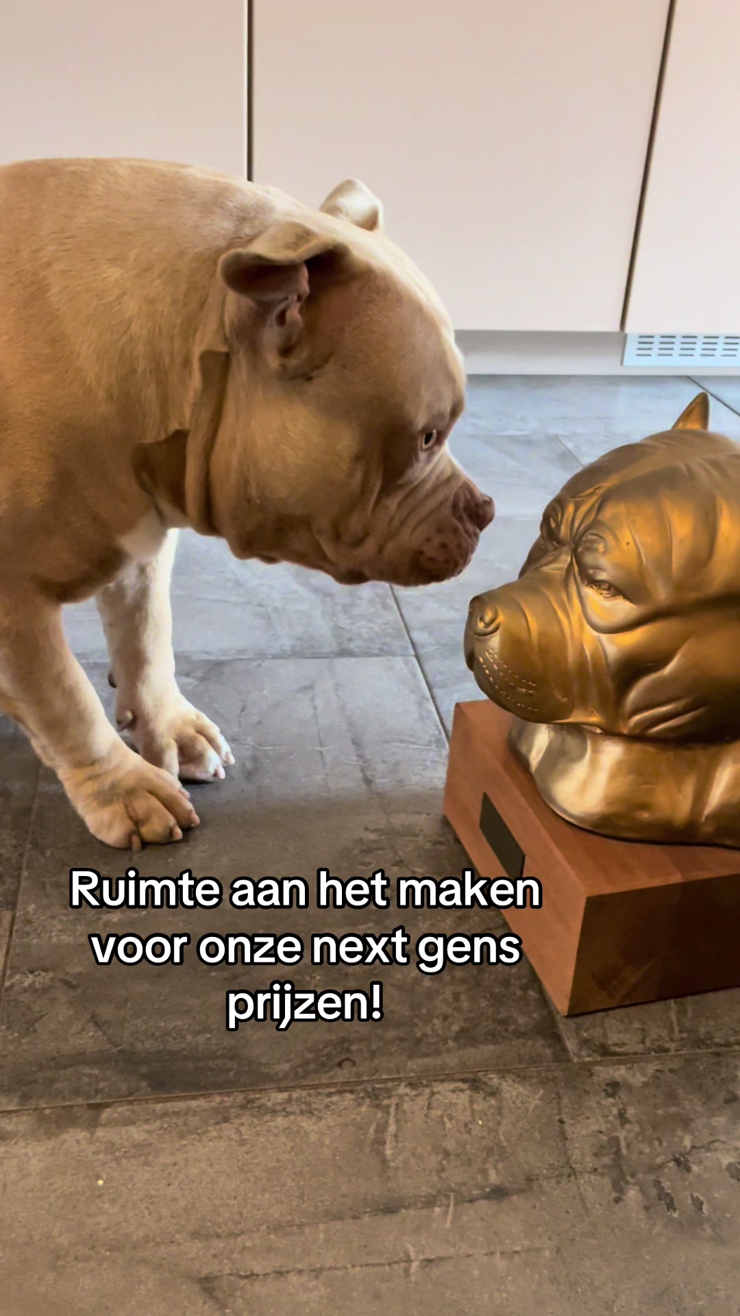 @bigdutchbullykennel