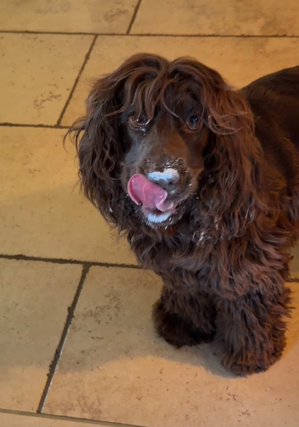 @Yoshi_der_Schokococker