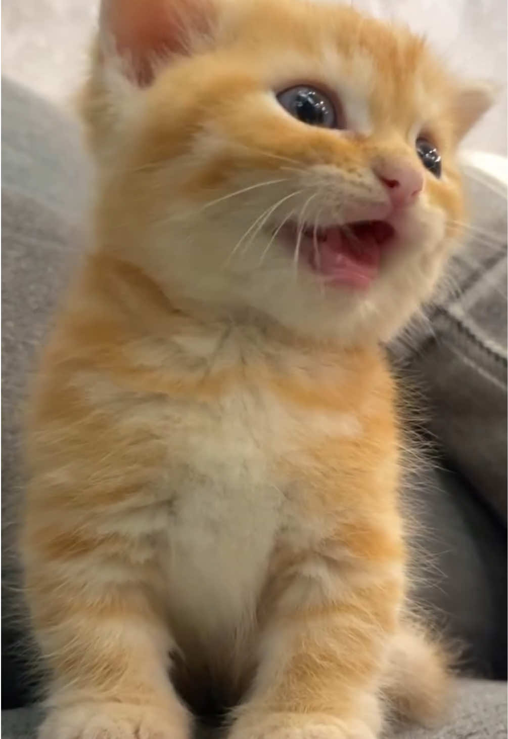 @kloutkittens