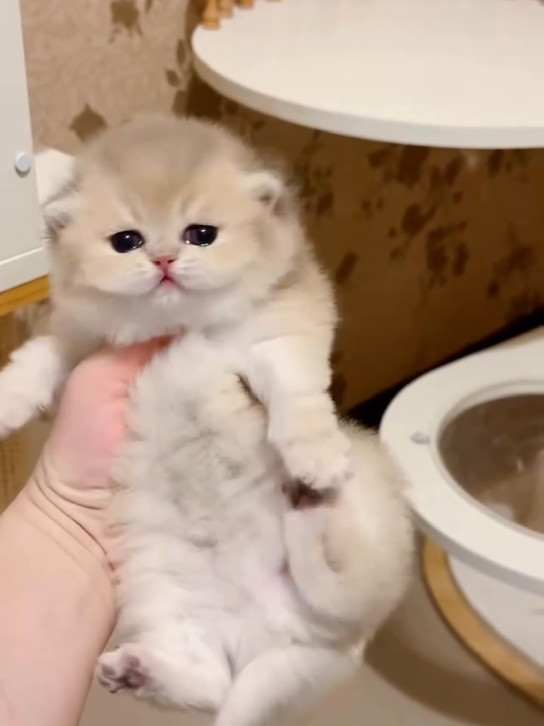 @Chonky World Of Cats