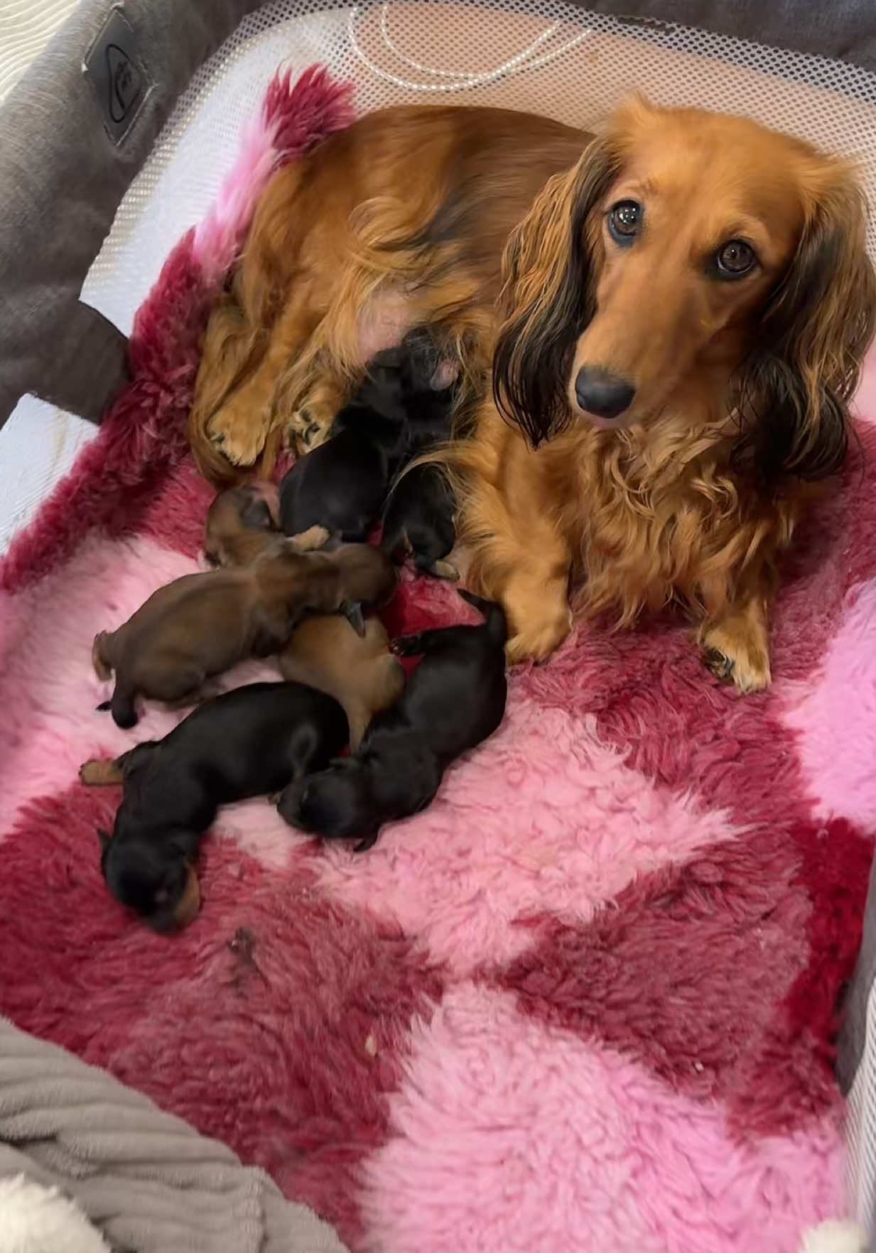 @Dachshund Dynasty