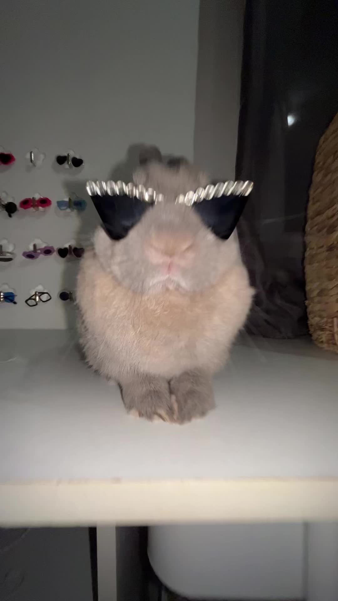 @PantoufleLapin