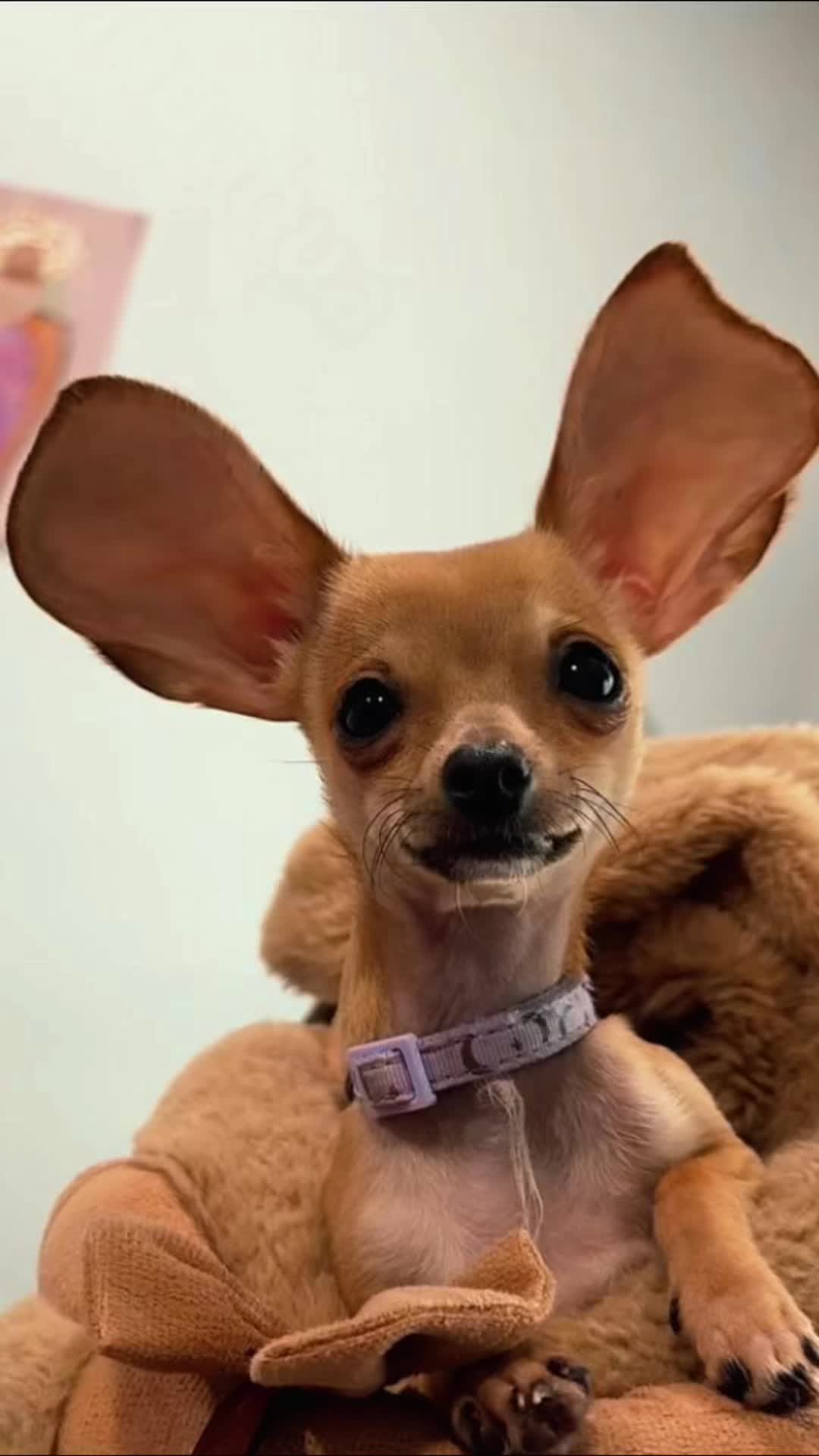 @Kevin&rsquo;s Paw Club