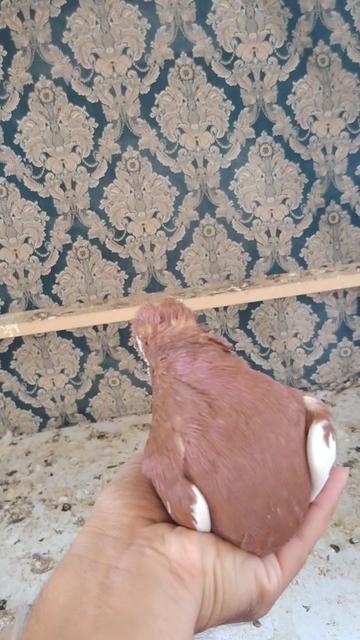 @Resul_osanli020