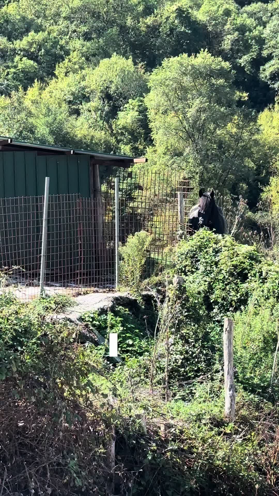 @black_the_friesian