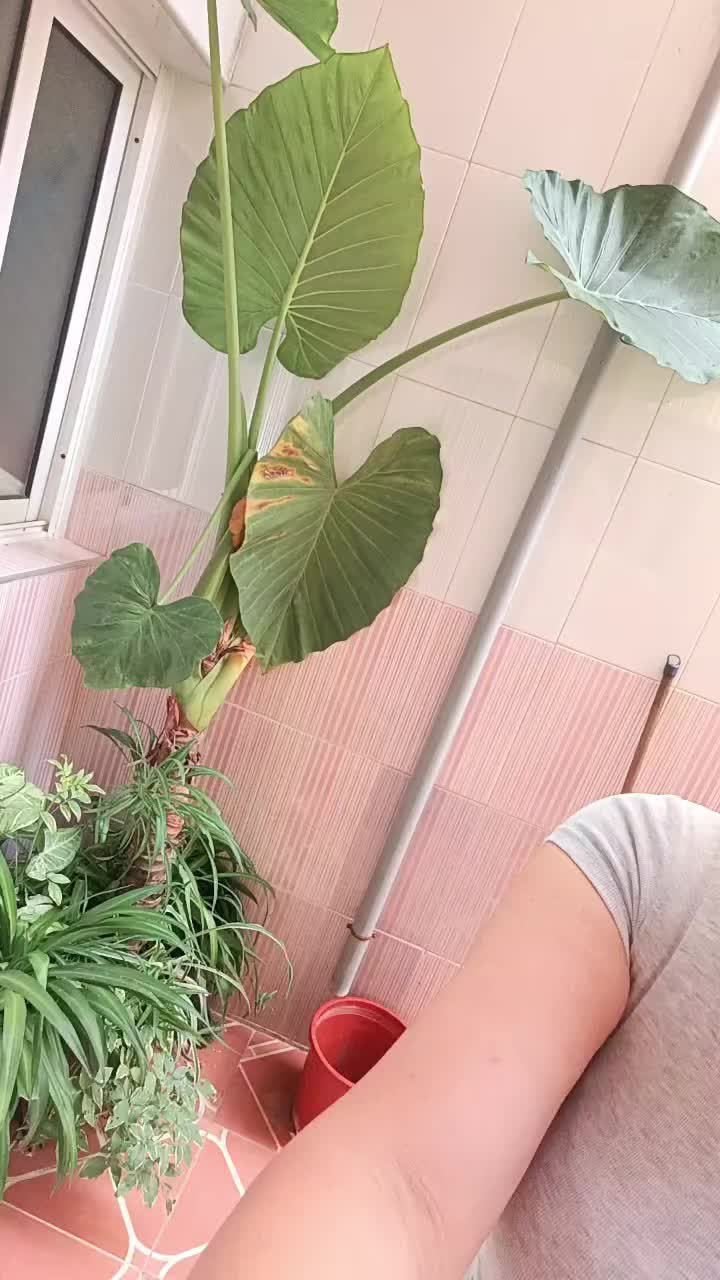 @ملابس دكرى