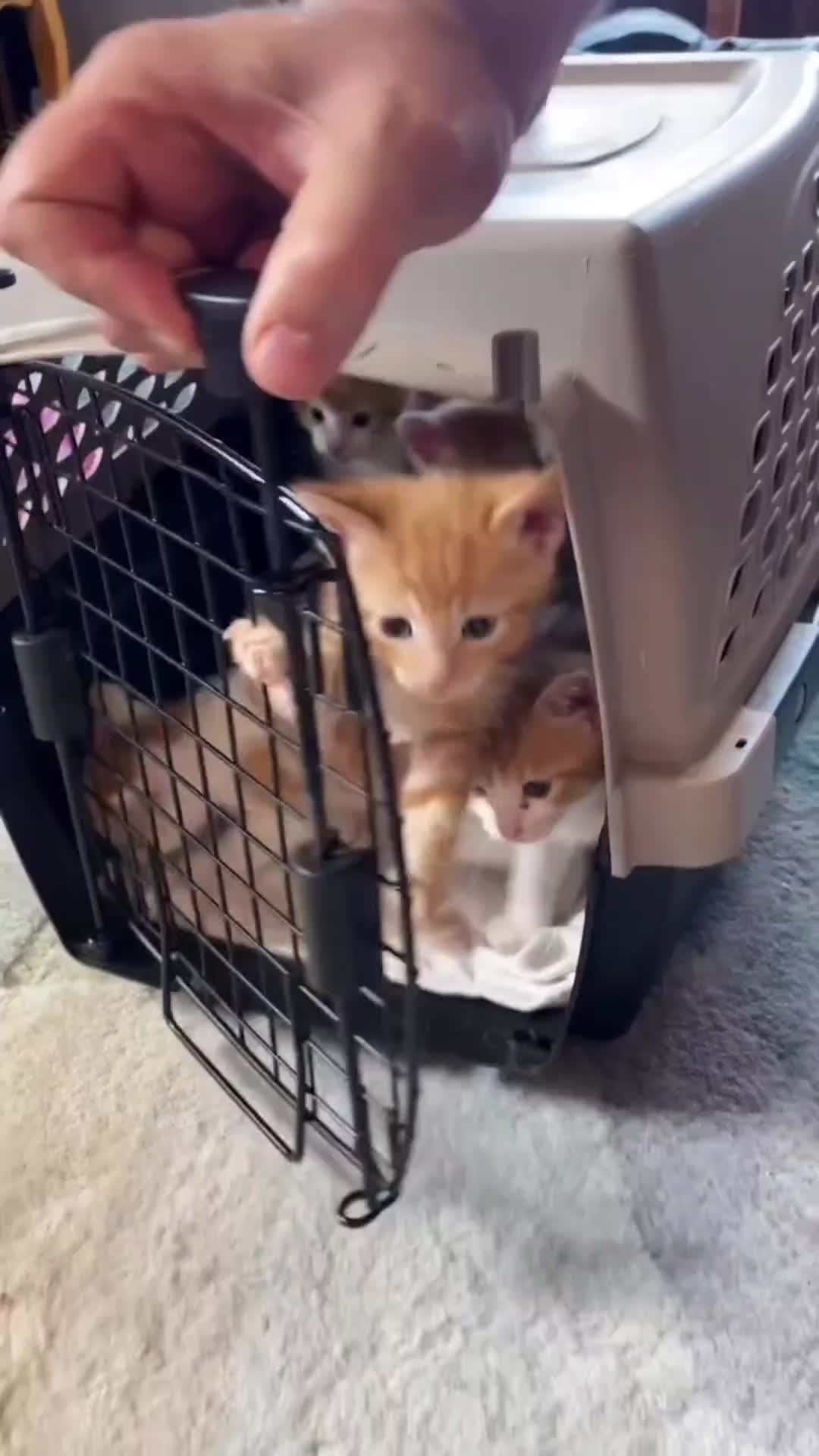 @Pets Mania