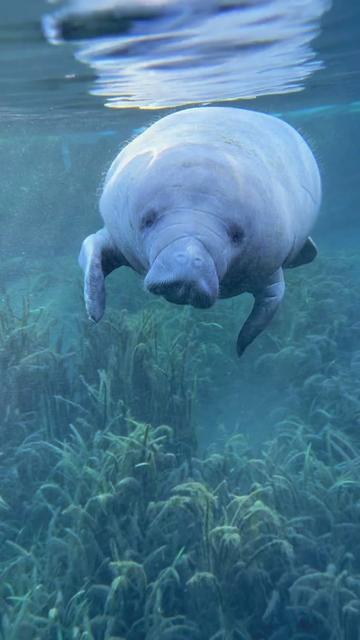 @BradTheOriginalManateeMafia