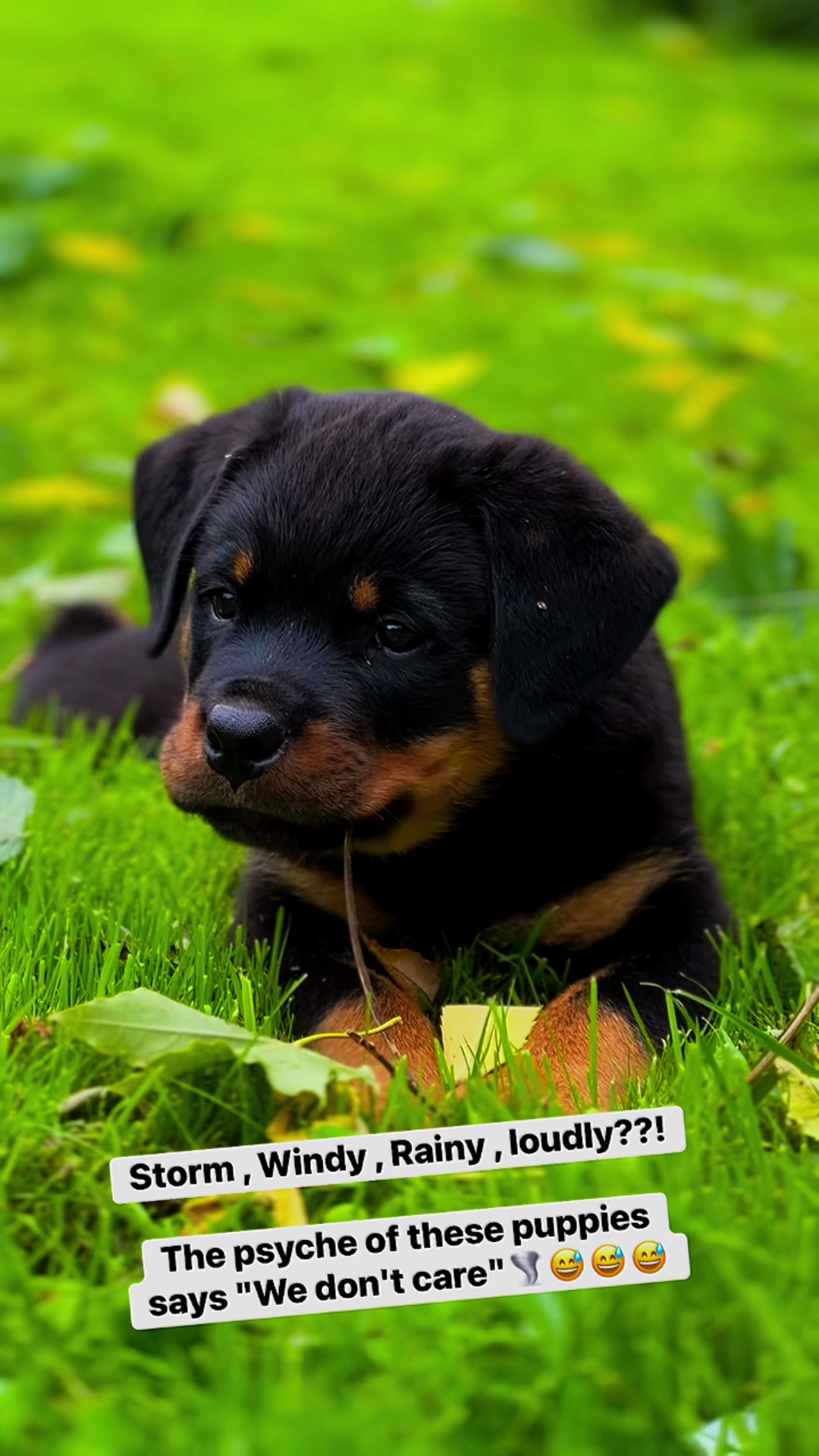 @🇱🇻Kennel HOFZUMBERG🇱🇻