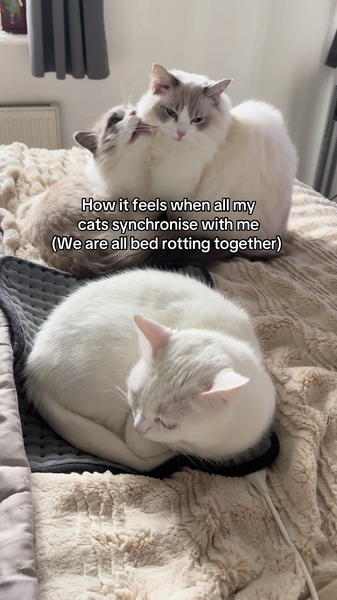 @TheFancyCatsWorld
