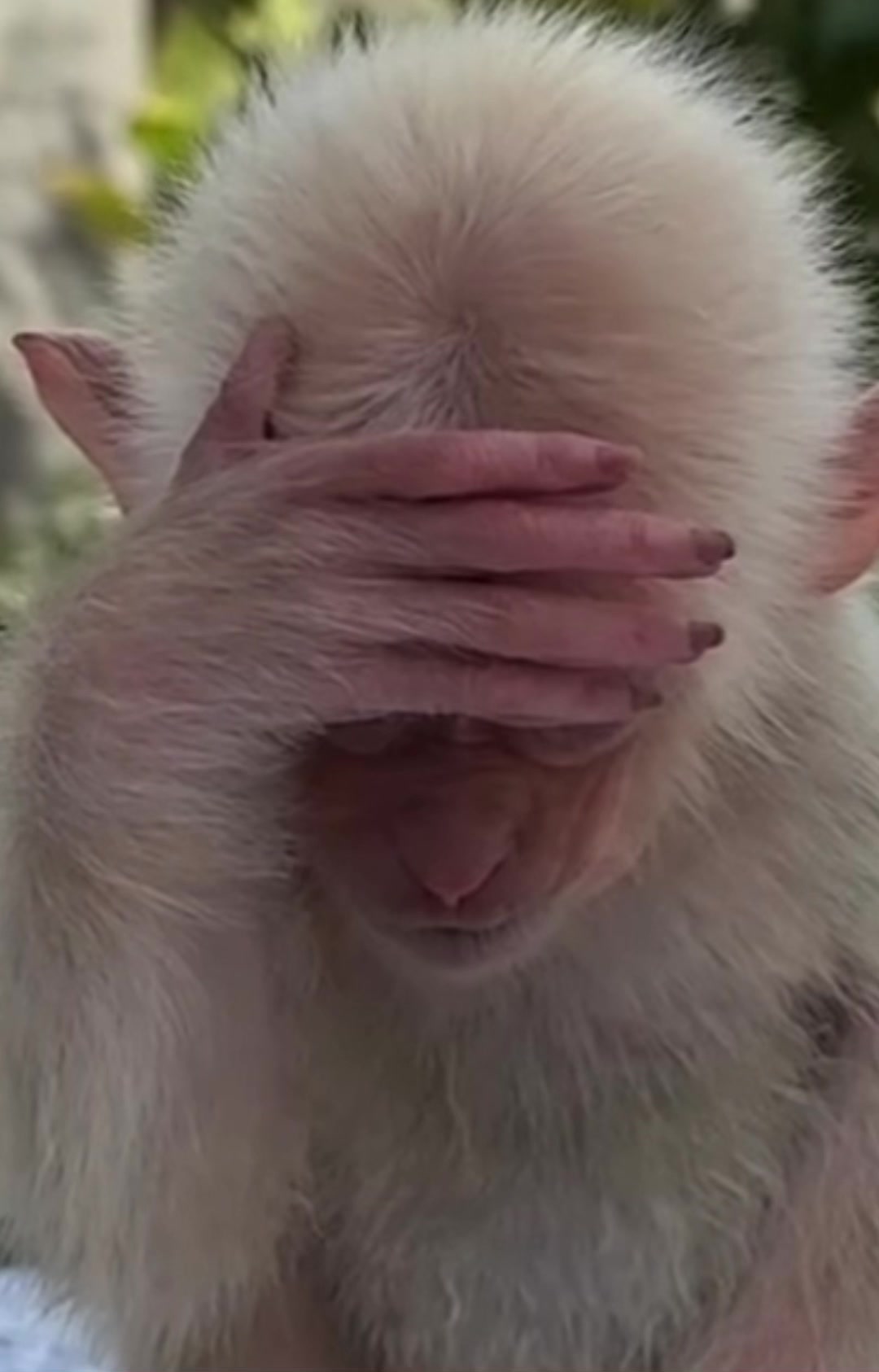 @monkey masaou1234