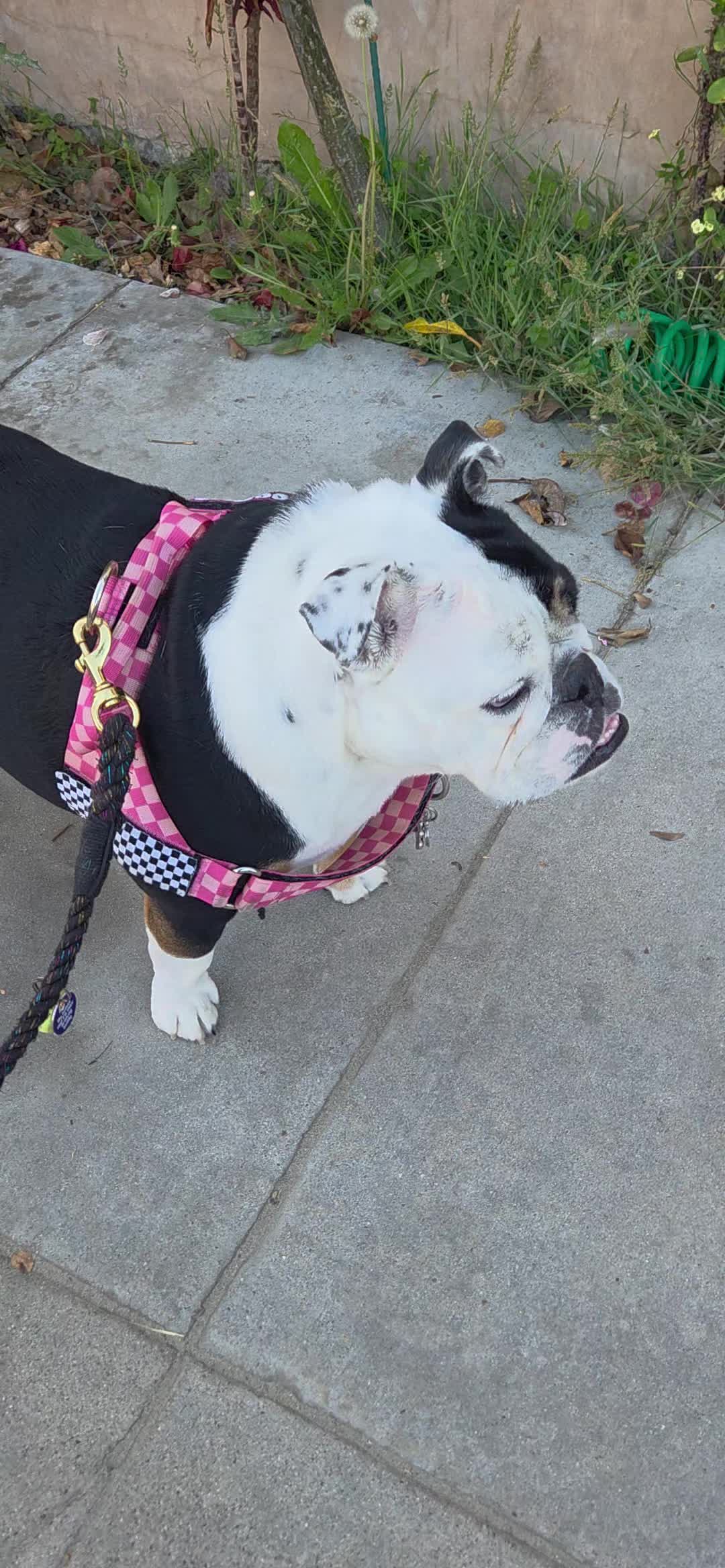 @🩷COOKIE RAMOS🐾🍪