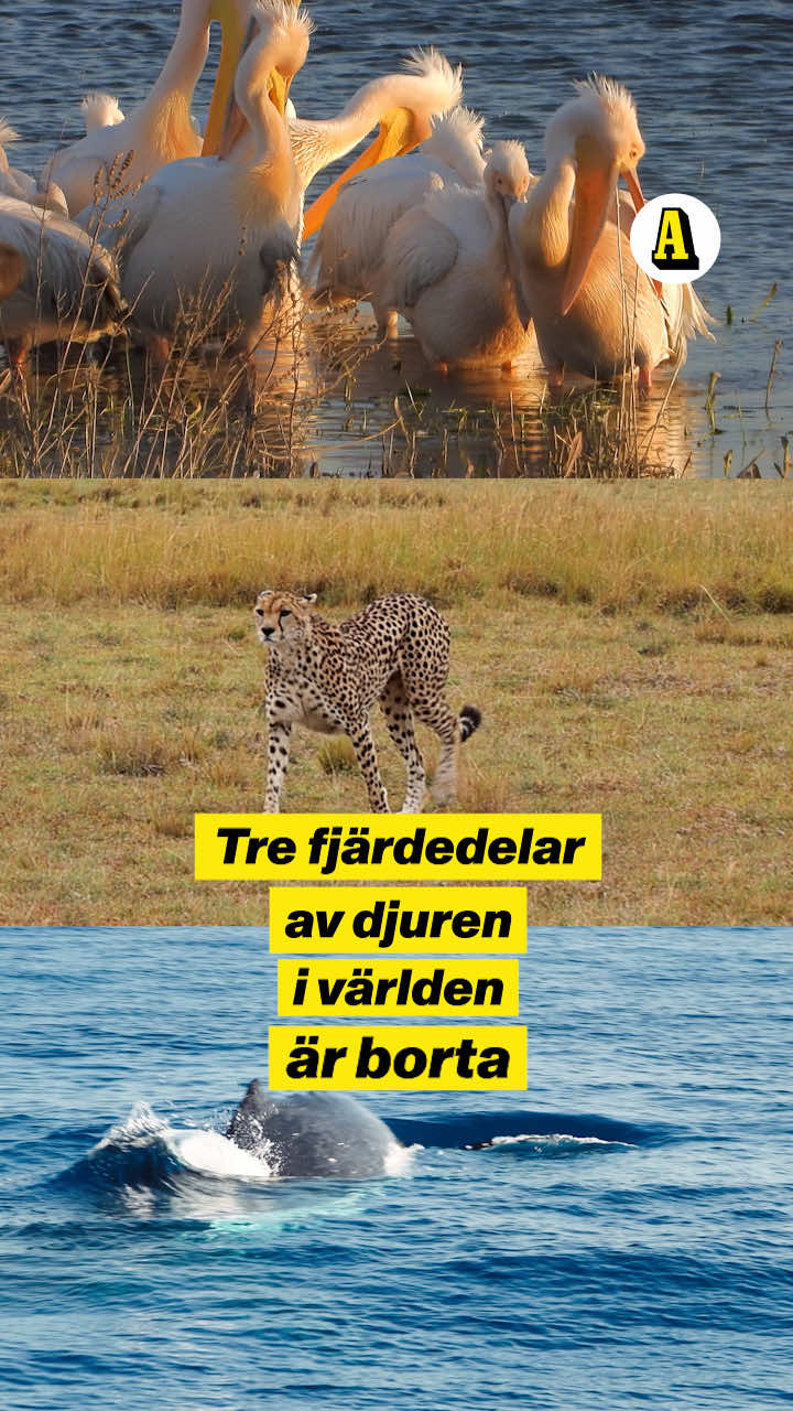 @Aftonbladet