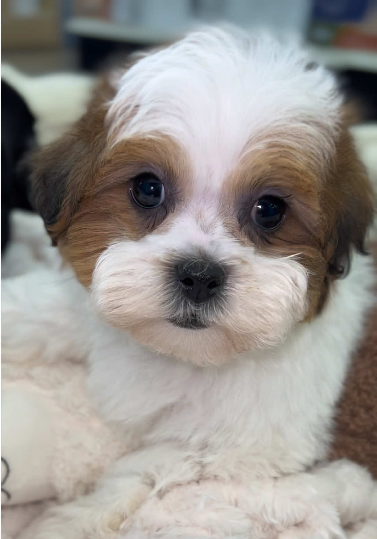 @Petland Oklahoma City