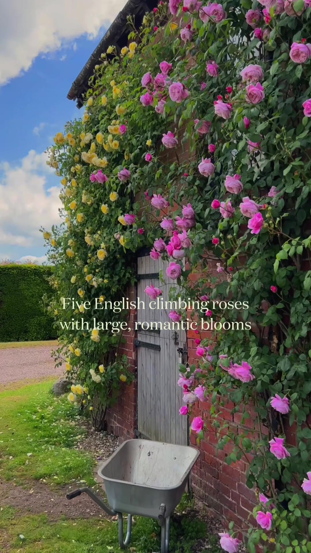 @David Austin Roses