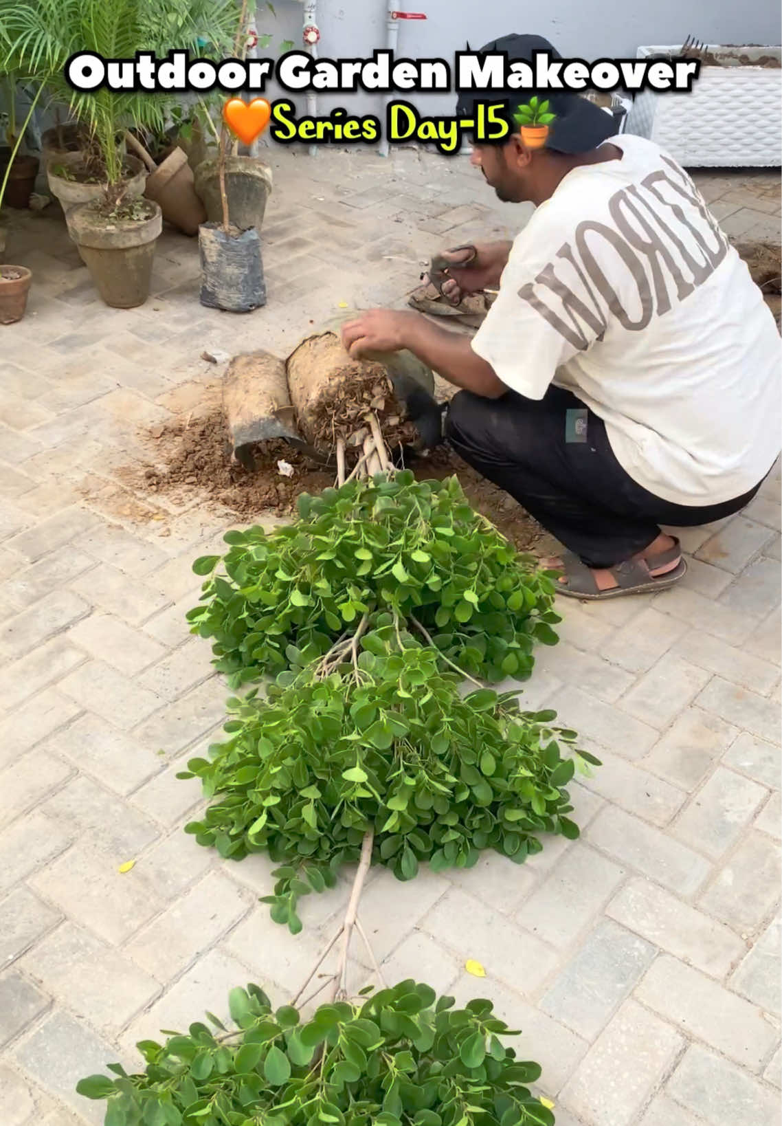 @Plantwithmomin