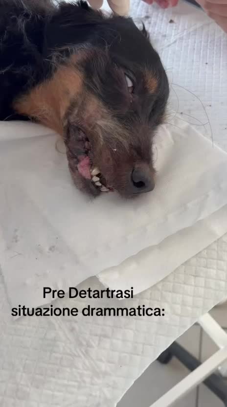 @dr.Giuseppe Vet