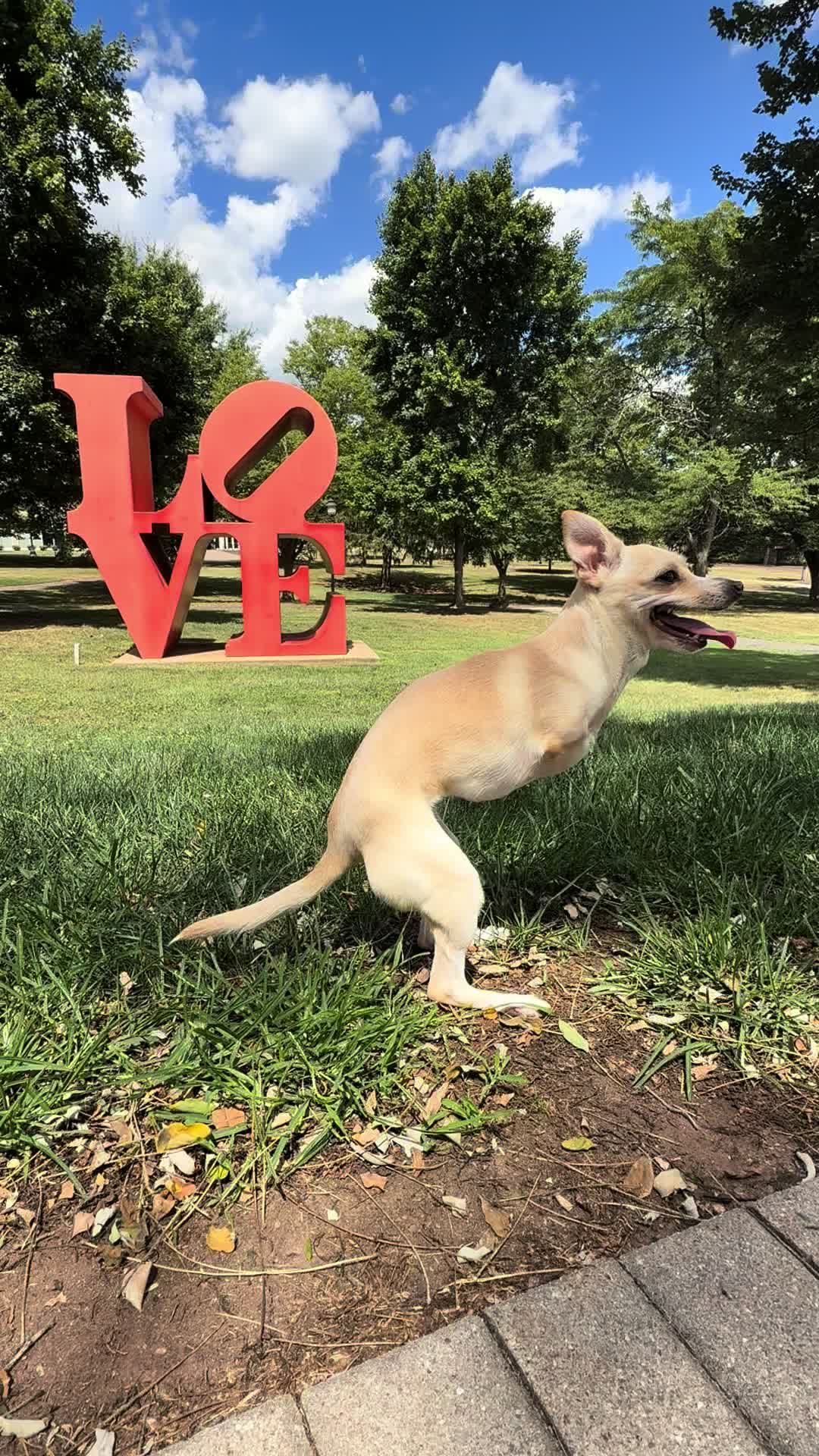 @2legdogs