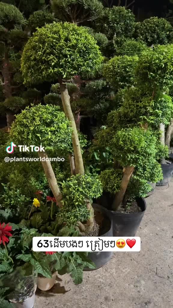 @ពិភពរុក្ខជាតិ - Plants World
