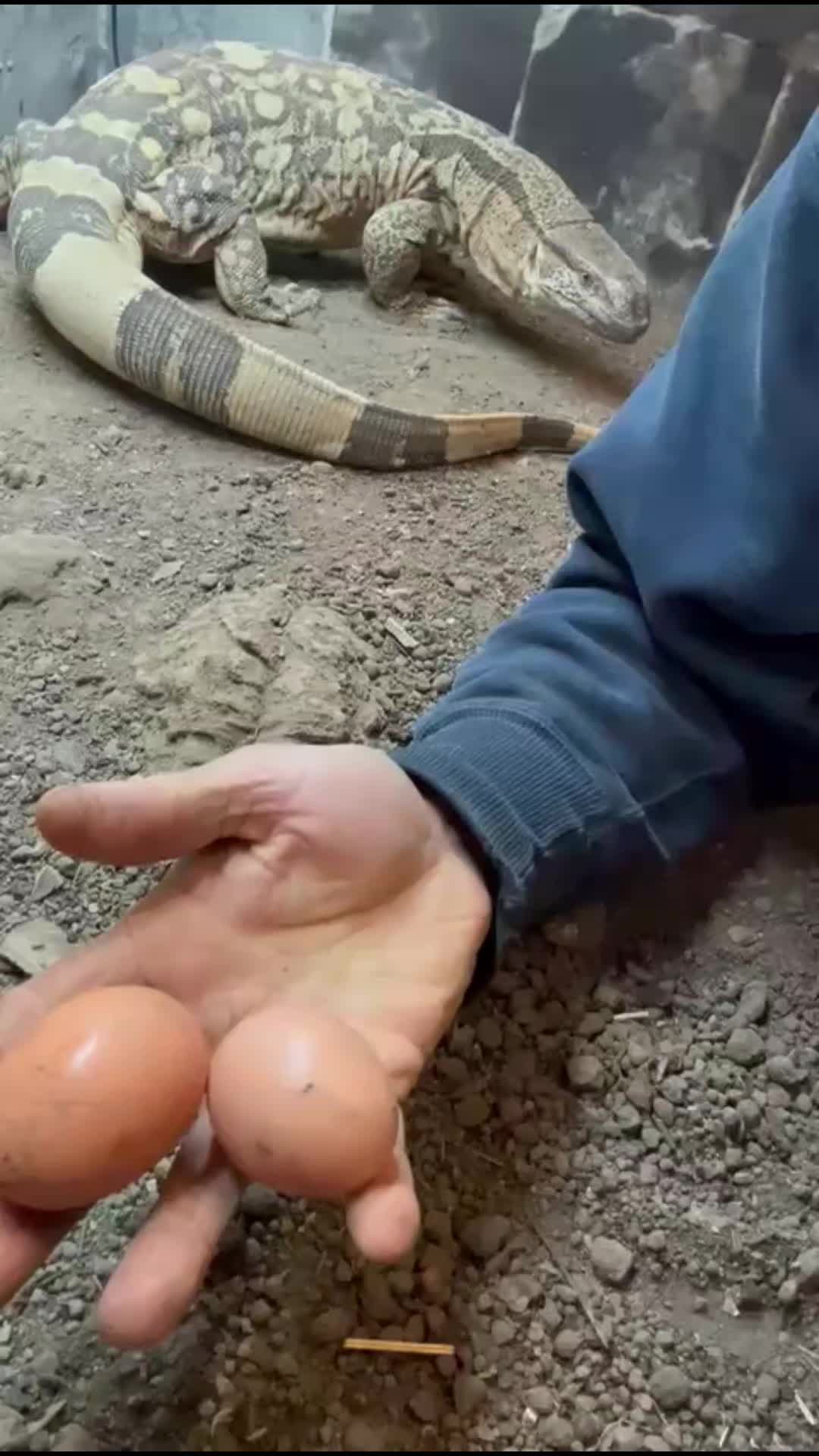 @Rockin' Reptiles Bristol