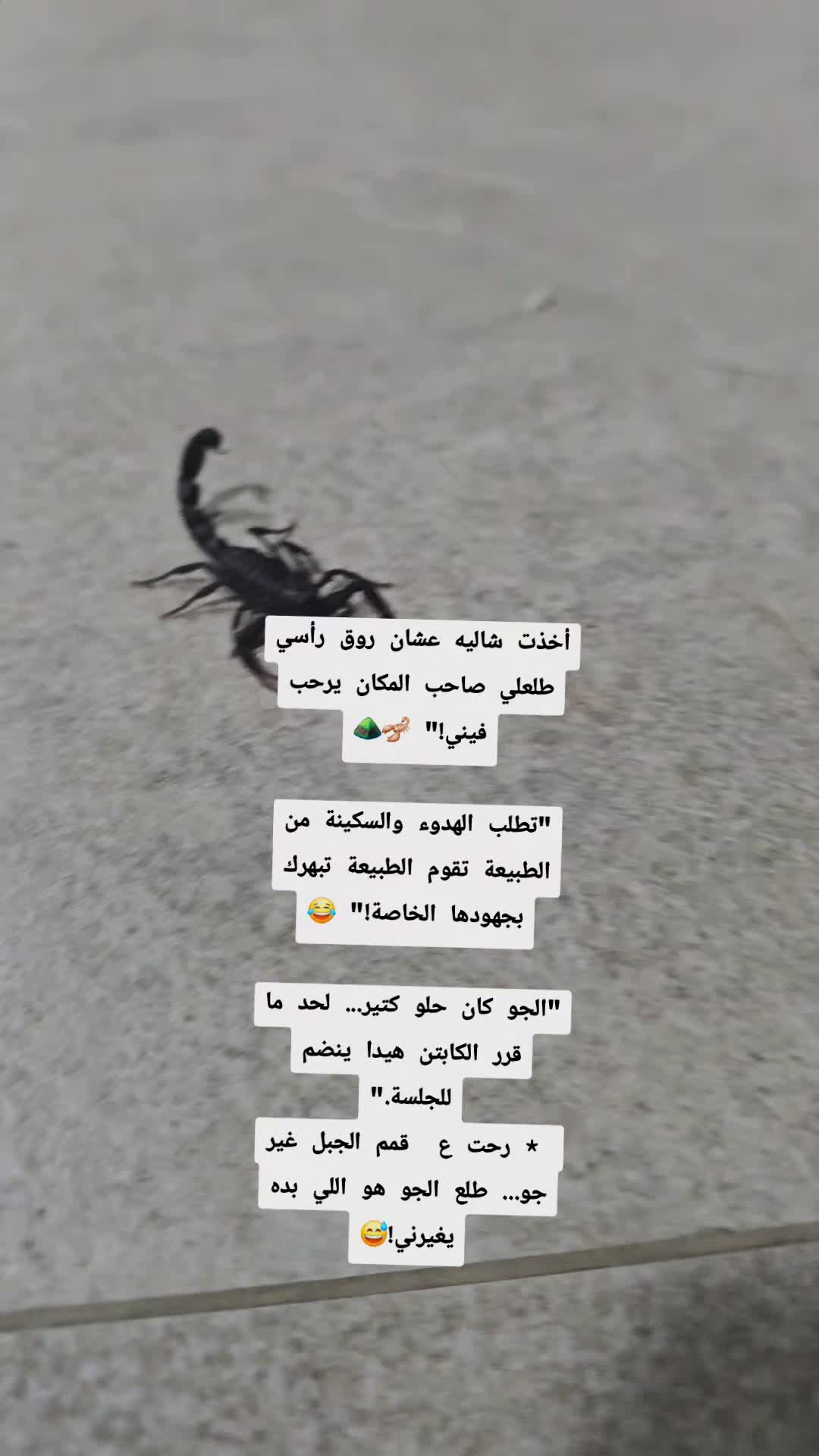 @๐ฑ๐ง๐zeina๐ณ๐ฑ๐