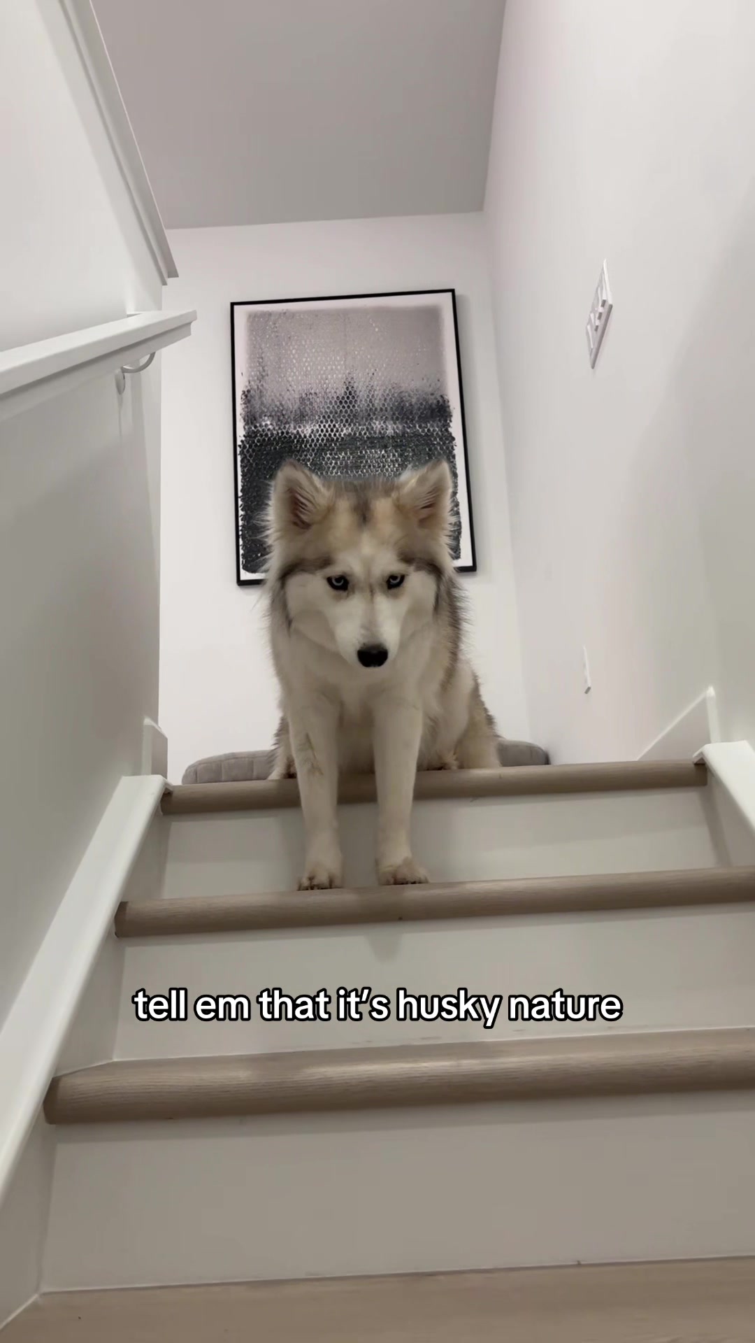 @lifewith2huskies