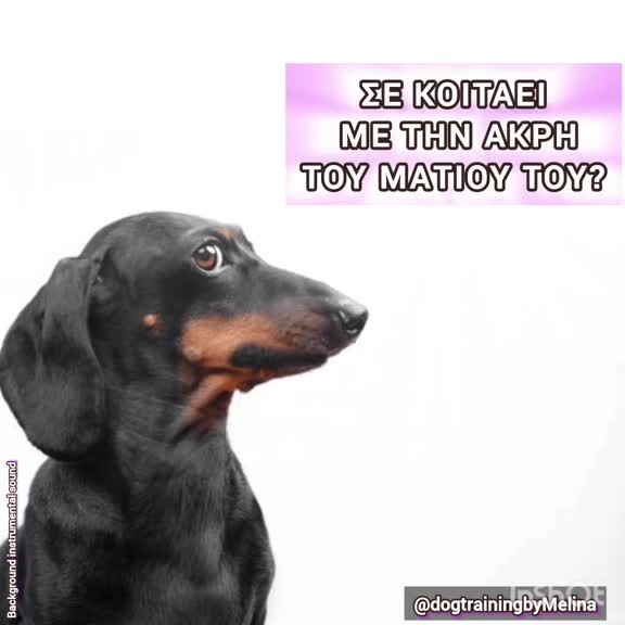 @dogtrainingbymelina