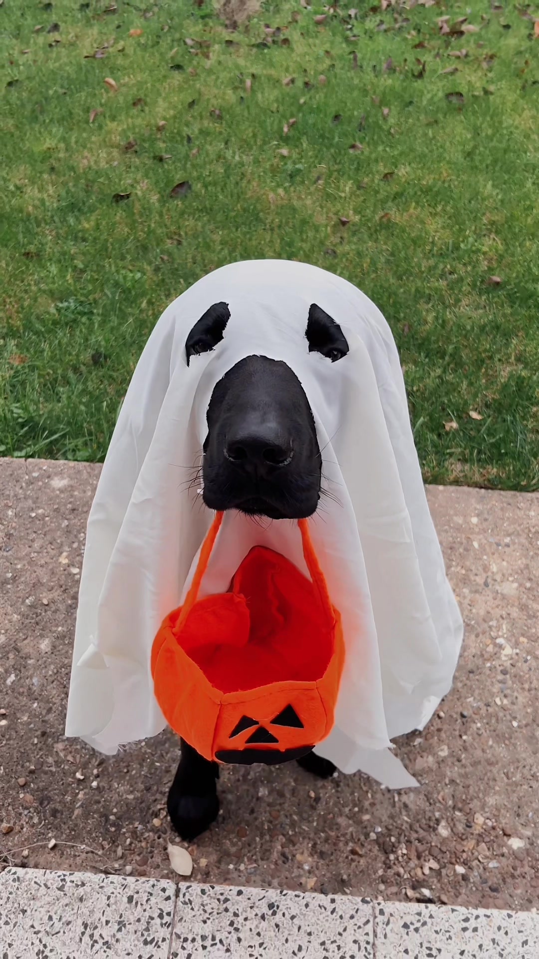@Denzel The Labraseal