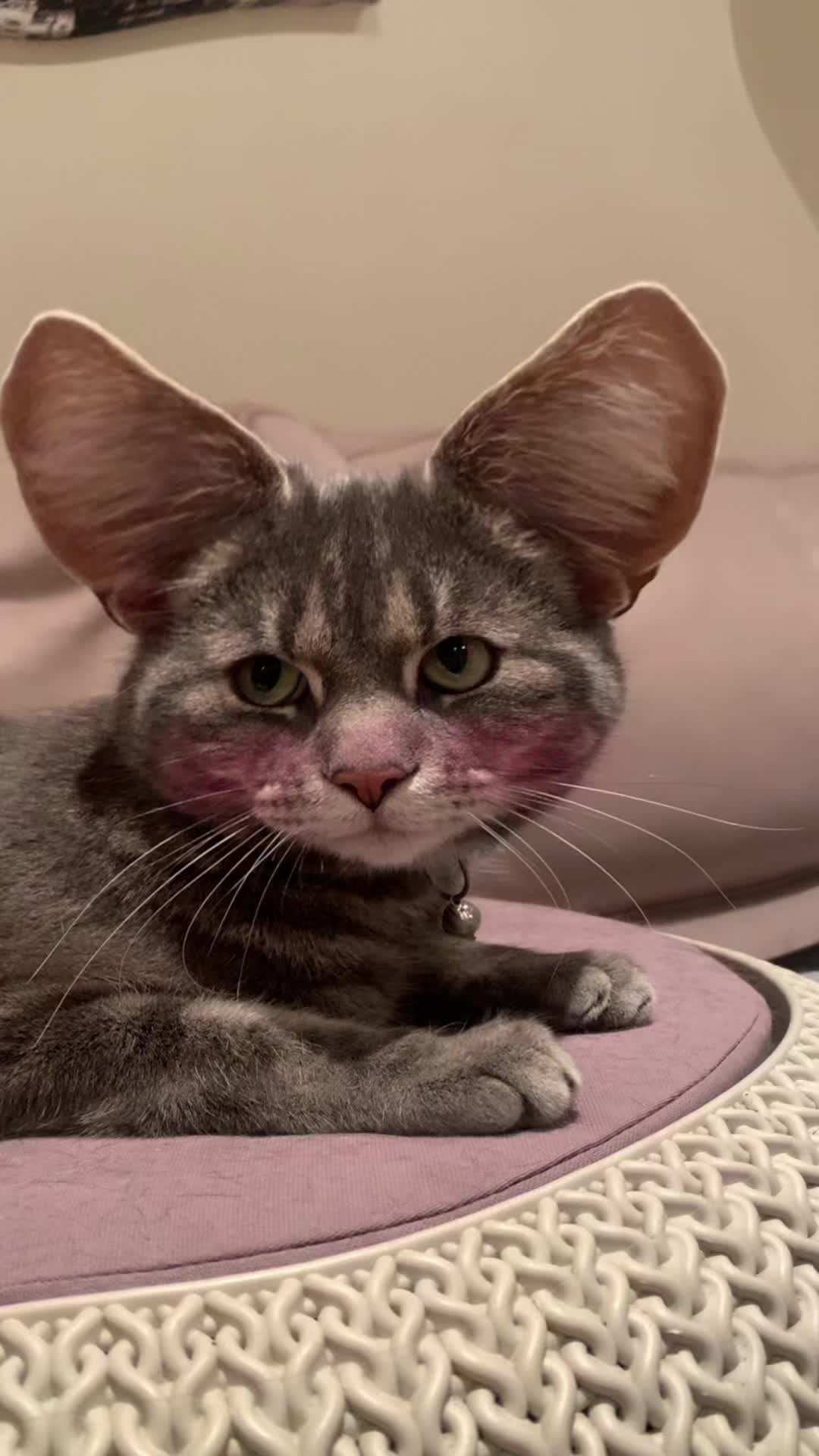@Miracle Kittens