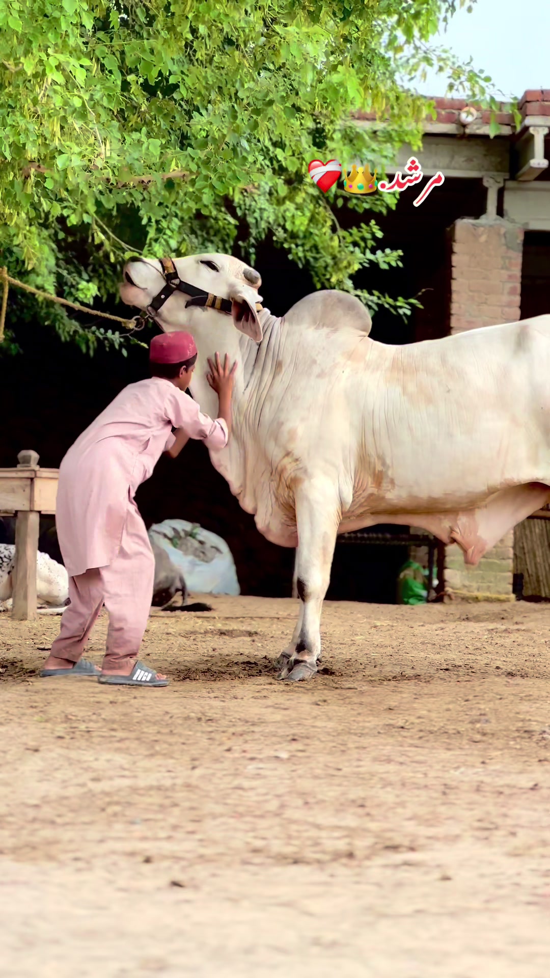 @سبحان کیٹل فارم.🐂🙌