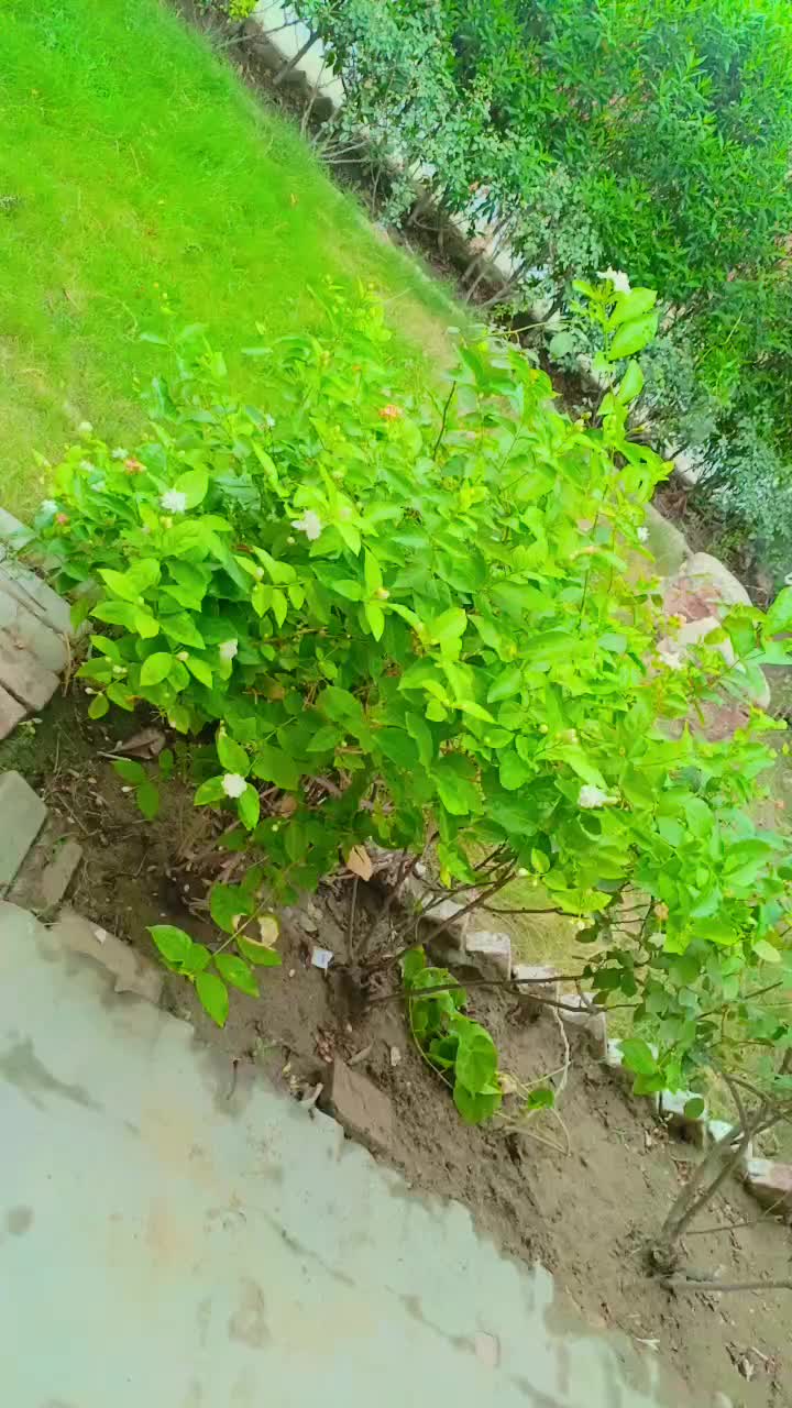 @saminaali041