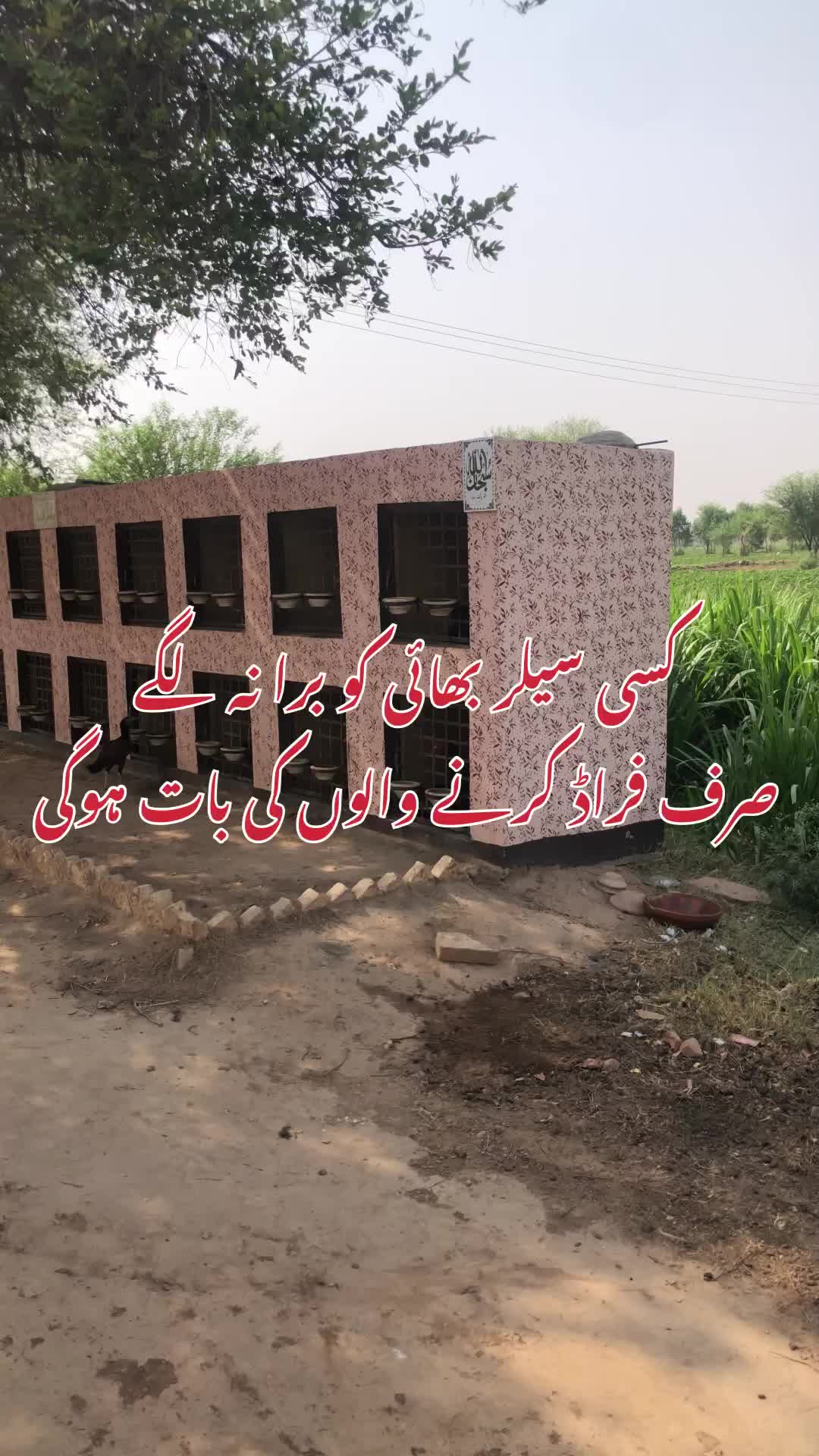 @Poultry Markaz