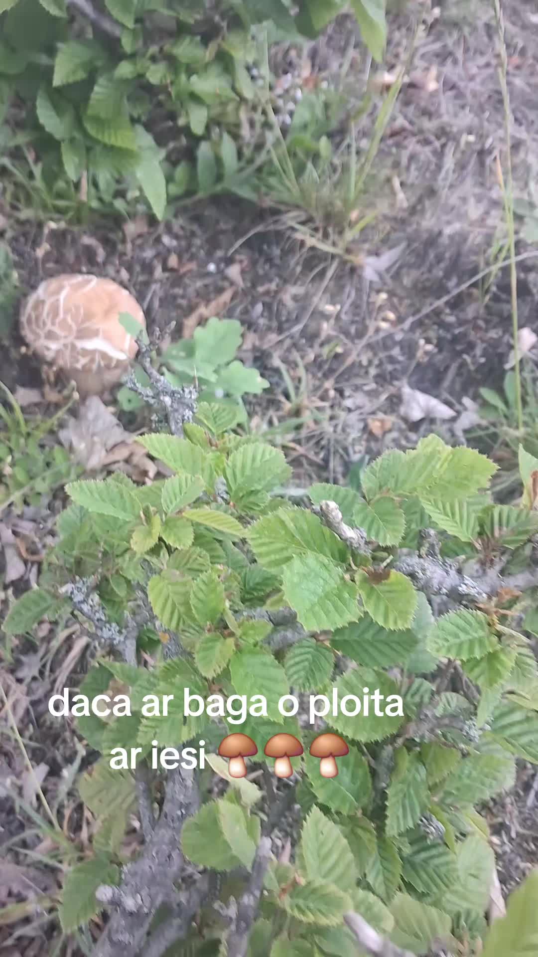 @giovannigiova