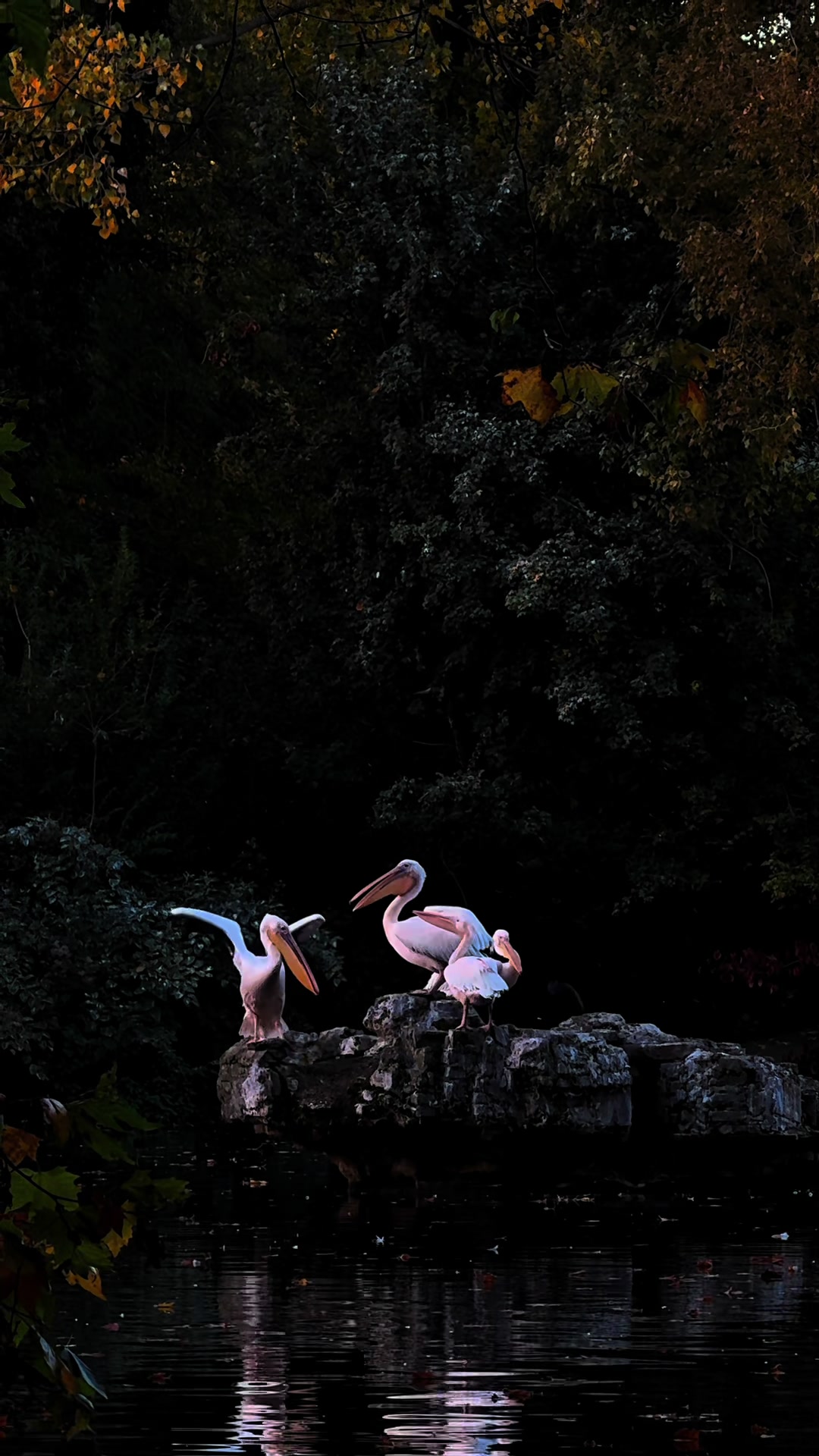 @Chxxch