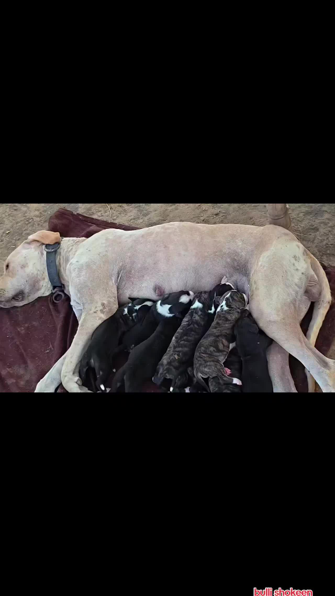 @bullishokeen2