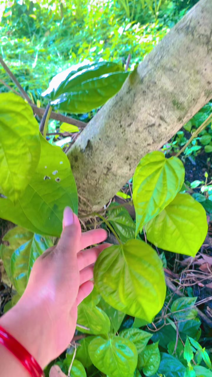 @kusmisilwalrawat🕉️🍀