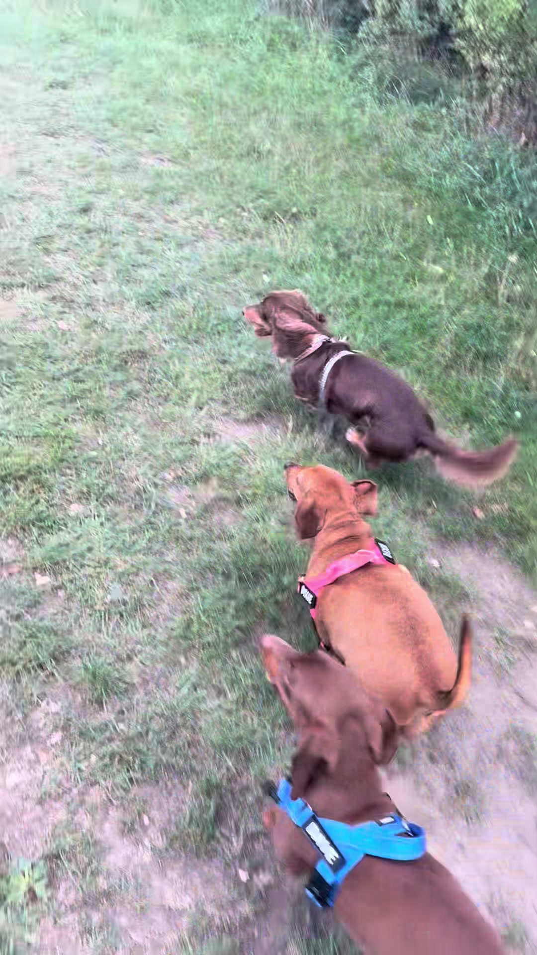 @tswoofwoof.co.uk