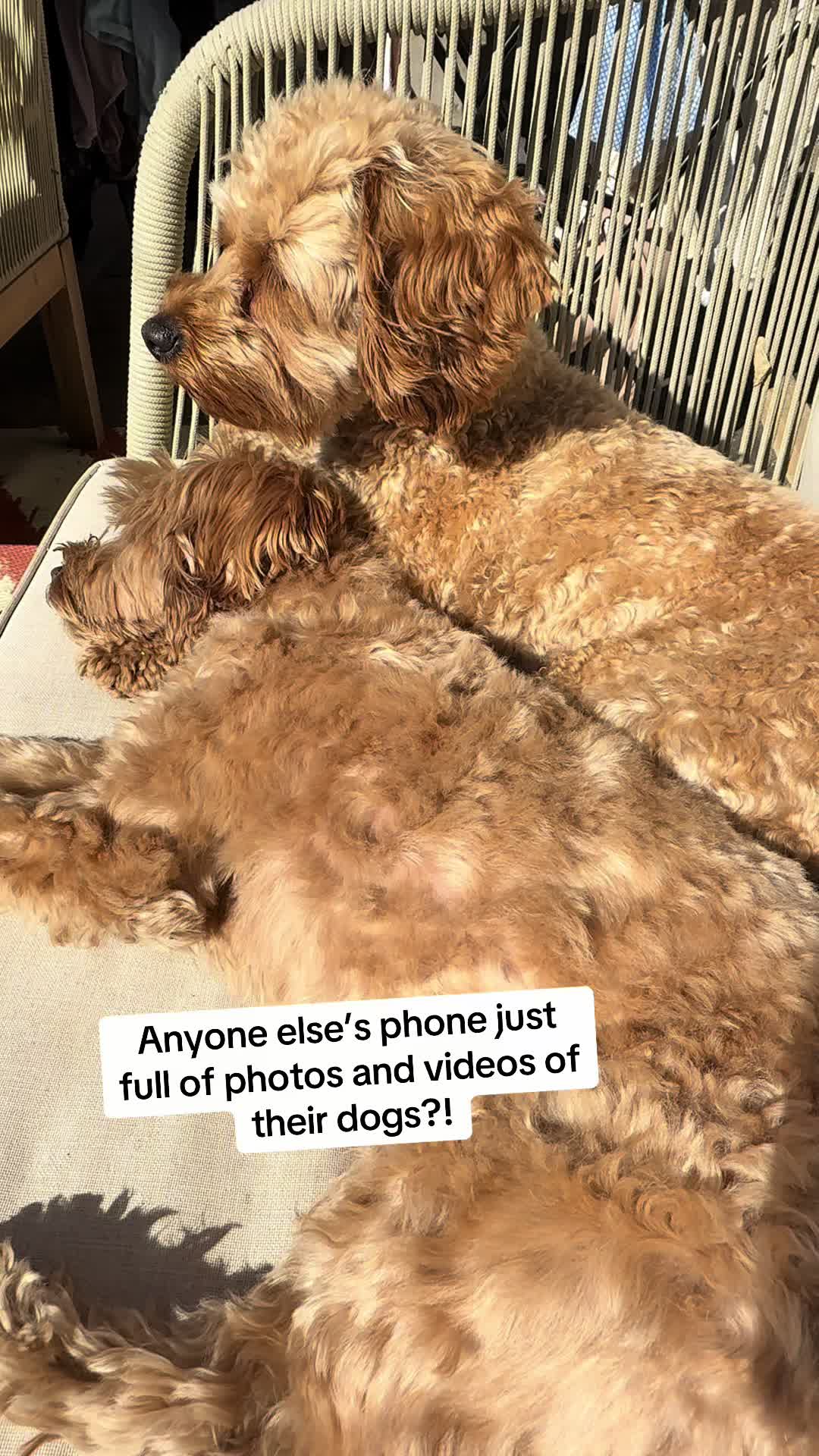 @MilneandMutt
