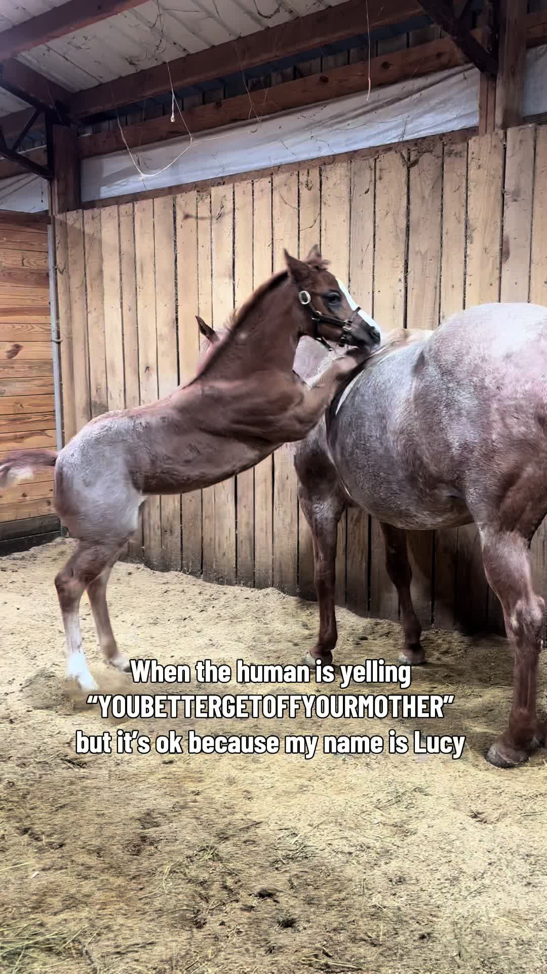 @that-horsechick