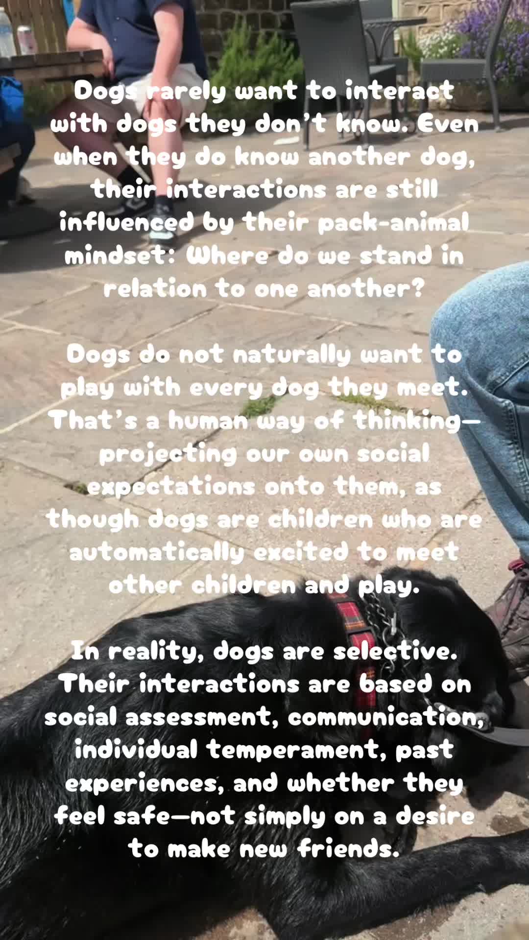 @equinoxk9connections
