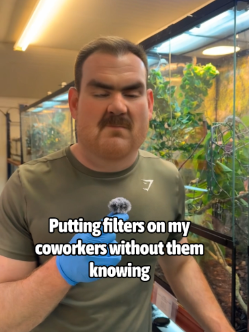 @prorep_reptile