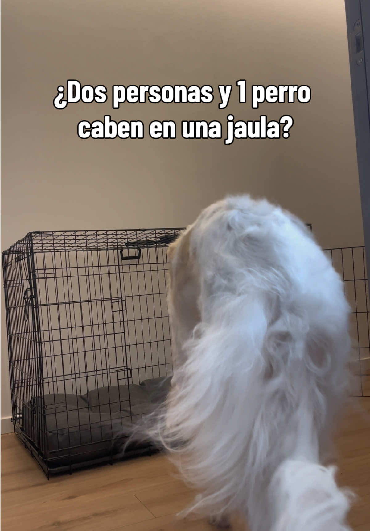 @Un Mexicano y medio