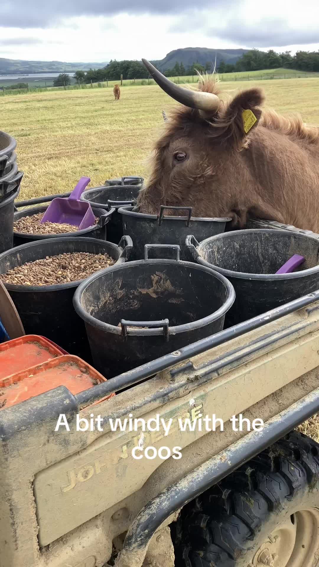 @Highland Coo Clan