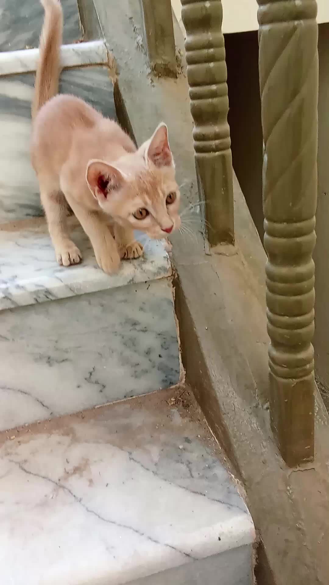 @cutecatlover8172