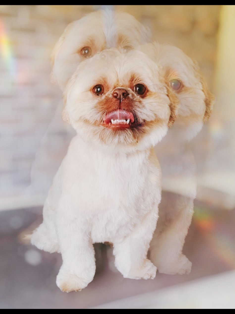 @PawsomeDogGroomingSouthOxhey