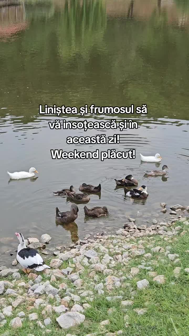 @Nița Foitoș